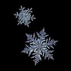 Two snowflakes isolated on black background. Macro photo of real snow crystals: big stellar dendrites with complex, elegant shapes, hexagonal symmetry and long, ornate arms with side branches.