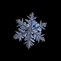 Snowflake isolated on black background. Macro photo of real snow crystal: large stellar dendrite with complex, ornate shape, fine hexagonal symmetry, long elegant arms and glossy relief surface.