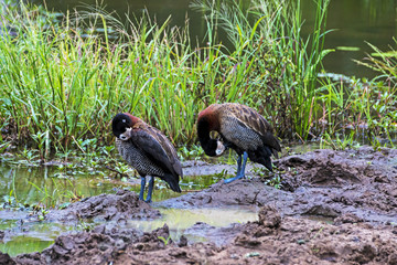 Two White Faced Whistling Ducks at Water Hole