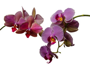 Orchid isolated on white background. There is a way.