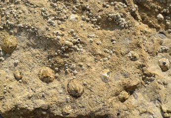 Fototapeta na wymiar Close-up of a sea rock with petrified limpets
