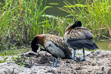 Two White Faced Whistling Ducks at Water Hole