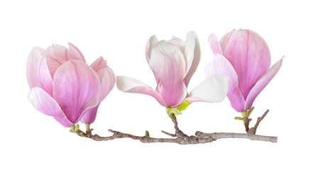 Magnolia florwer