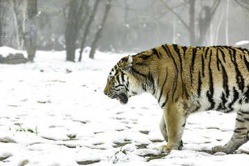  Manchurian tiger