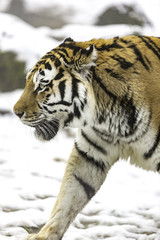  Manchurian tiger