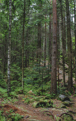 Obraz premium Old Carpathian forest