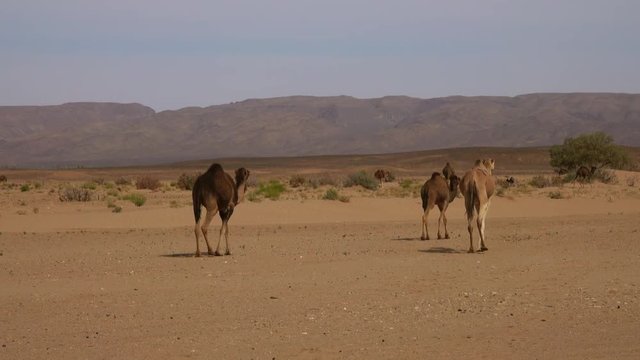 Group of camels walking in Sahara desert, 4k
