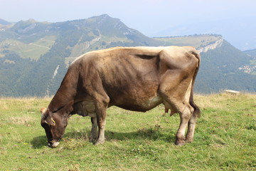 Kuh, Monte Baldo, Italien, Gardasee