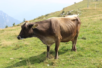 Kuh auf dem Monte Baldo, Italien 