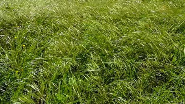 Flores silvestres espalhadas pelos campos