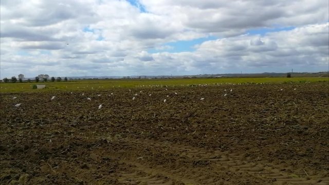Gar&ccedil;a boieira no campo &agrave; procura de comida
