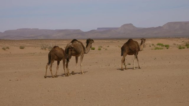 Group of camels walking in Sahara desert, 4k
