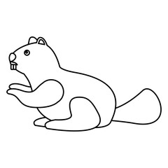 beaver rodent mammal wildlife fauna