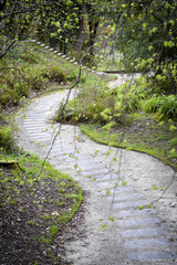 CAMINO EN EL BOSQUE