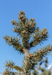A branch of pine in nature