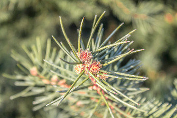Naklejka na ściany i meble A branch of pine in nature