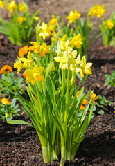 yellow daffodils in a flower bed