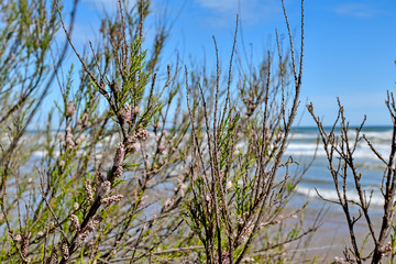 Cullera, Valencia, Spain: 03.25.2018; The spring flowers in the sea beach