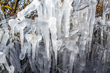 Icing plants in nature