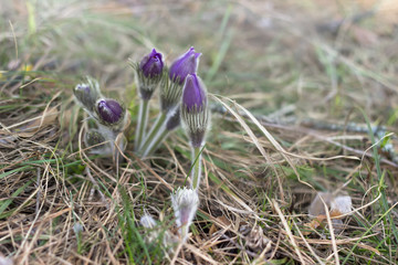 Pasque Flowers, Pulsatilla, wild purple flowers in spring forest