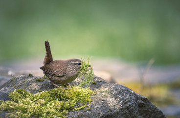 Troglodyte mignon prépare son nid