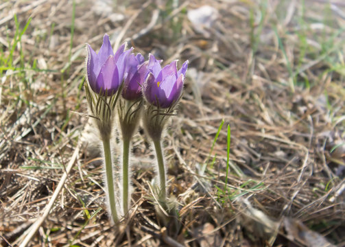 Pasque Flowers, Pulsatilla, wild purple flowers in spring forest