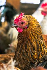 Chickens on the farm. Toned, style, color photo