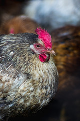 Chickens on the farm. Toned, style, color photo.