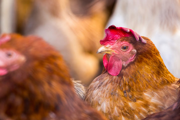 Chickens on the farm. Toned, style, color photo.