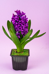 Luxurious blooming purple hyacinth in pot