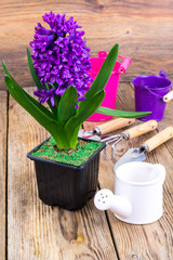 Hyacinth in pot, garden tools, inventory