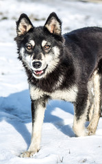 Beautiful stray dog ​​in the winter in the park