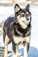 Beautiful stray dog ​​in the winter in the park