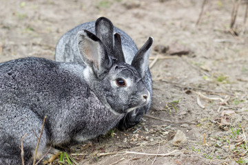 Naklejka na ściany i meble two cute gray rabbits / two cute, gray rabbits are sitting in the garden and eating grass 