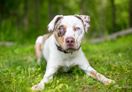 Catahoula Leopard Dog Puppy Blue Eyes