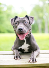 A happy blue and white Pit Bull Terrier mixed breed dog