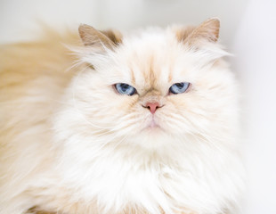 A flame point Persian cat with a cranky expression