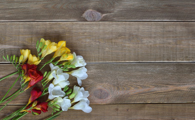 Spring background. Fresh colorful freesia flowers bouquet on wooden background.  Spring is coming. 