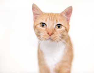 A domestic shorthair cat with orange tabby markings and a white chest