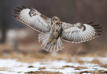Common buzzard (Buteo buteo)