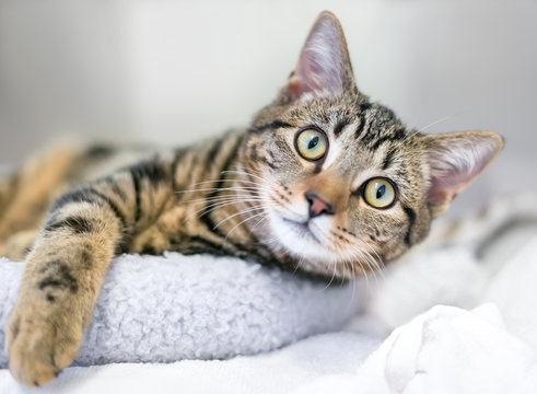 A young brown tabby domestic shorthair cat relaxing on a cat bed - Powered by Adobe