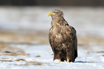 White tailed eagle (Haliaeetus albicilla)