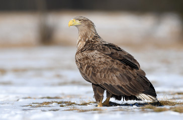 White tailed eagle (Haliaeetus albicilla)
