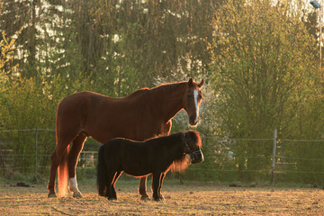 Pferde bei Sonnenaufgang im Gegenlicht
