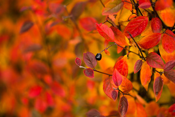Autumn design floral background with leaves in season colors. Fall decoration concept.