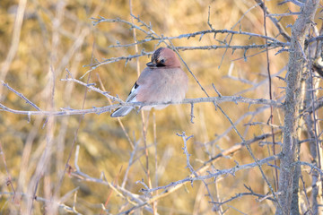 Eurasian jay sits on a wild apple tree (on a bright forest background).