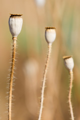 Boxes of wild poppy.