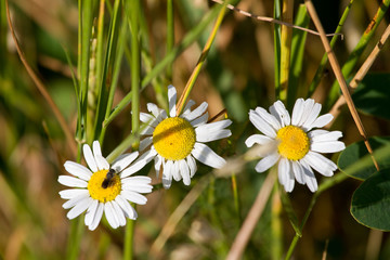 Chamomile flowers and small insects.