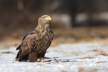 White tailed eagle (Haliaeetus albicilla)