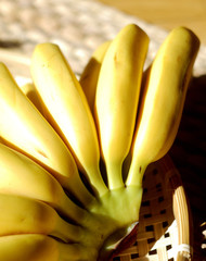 Bunch of bright yellow tiny bananas. © ntramy